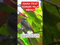 Lagu pikat kemade gacor pancingan kemade #kemadegacor #kemade #kemadepikat #pikatkemade #pikat burcil