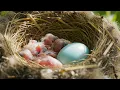 🌸 Spring Birds Singing with Soft Piano 🎹 Calming Nature Sounds for Studying, Focus & Meditation