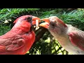Northern Cardinals Charlie Bessie get weighed worm share Inner-city birding Chicago 4K