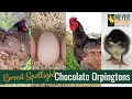 Meyer Hatchery Breed Spotlight - Chocolate Orpingtons