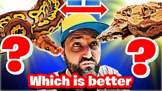 Ball Python vs Boa Constrictor Which Snake Should You Get