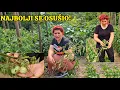 Download Lagu Bože dragi šta je ovo sad? Moram sve počupat a plodovi narasli