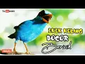 Download Lagu EKEK KELING BOCOR BERISIK || SANGAT AMPUH BUAT MASTERAN DAN PANCINGAN