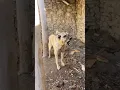 Lagu KOTAN ÇILDIRDI #kangal #dog #dogs #cat #animals #puppy #alabai #nature #wolf #bear #wildlife #goat