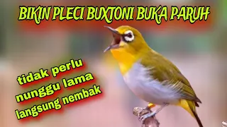15 menit pancingan pleci gacor suara ngalas bikin pleci buktoni nembak buka paruh