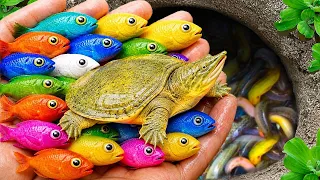 Catch beautiful aquarium fish in small pond baby turtles pencil fish guppies blue goby crawfish