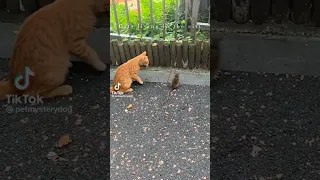 هذا القط عجيب يقوم بضرب الفار 