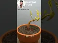 120 Days in 1 Min - Growing Durian Tree From Seed ||Ashib pathan|| #shorts