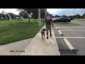 1 Year Old Boxer Hound Mix Tiva Dog Trainer Best Dog Trainers Orlando
