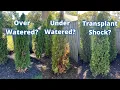 Lagu Are my arborvitaes dying? Signs of over watering, under watering, and transplant shock.