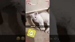 ياعرص دندنها