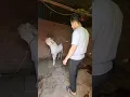 Download Lagu Mental Bakra 😍 Eid ul Adha 2025🐐 #goat #bakra #shorts #bakraeid