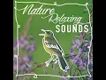 Birdsong at the Waterside - Sounds of Nature
