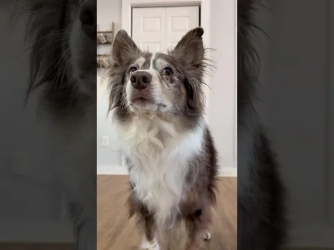 Just some sibling rivalry 🤣 #doghumor  #relatable