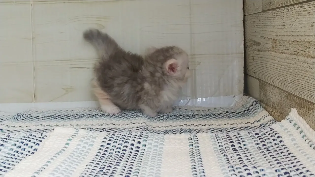 動画
