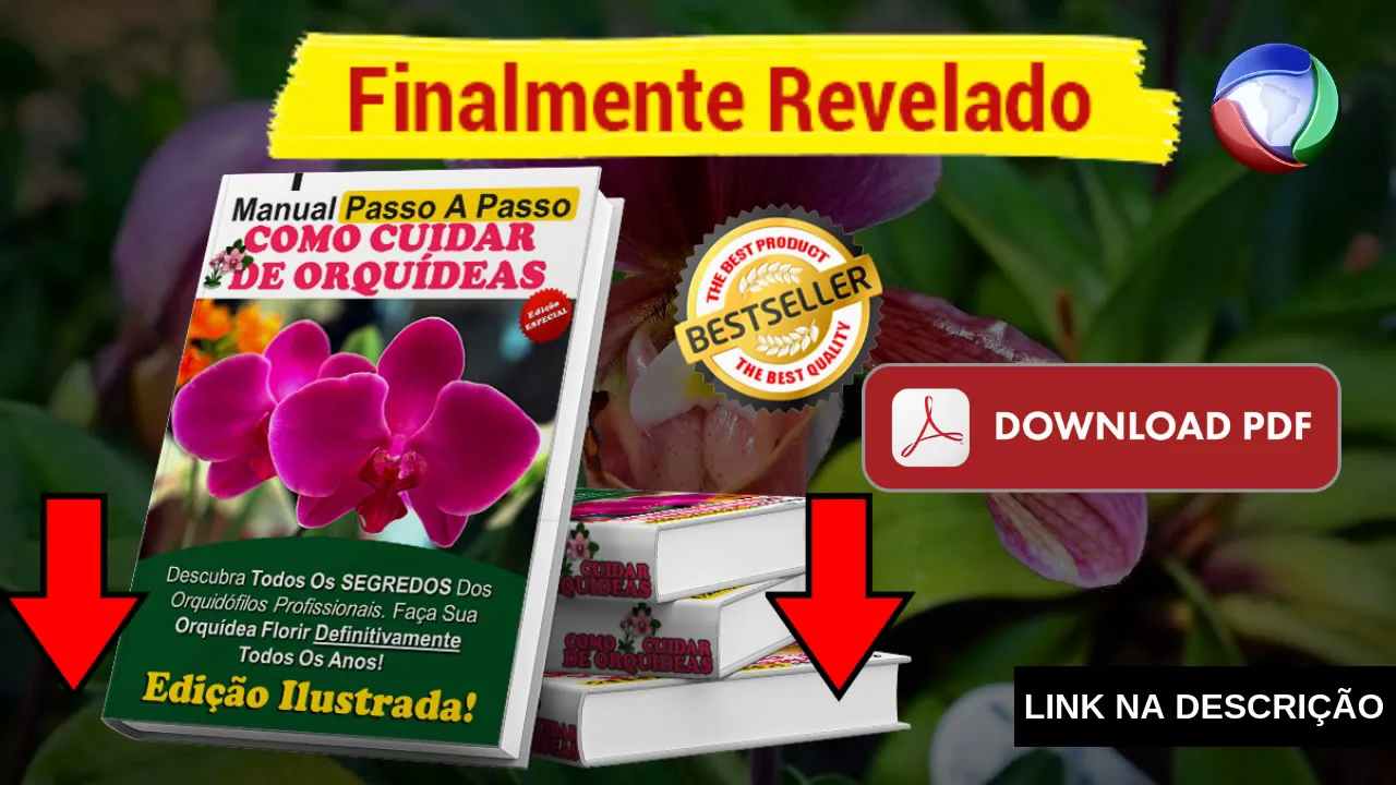 COMO CUIDAR DE CATLÉIA ORQUIDEAS COMO CUIDAR