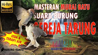 masteran murai batu suara burung gereja tarung jernih dengan terapi air