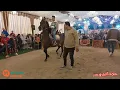 رقص خيل 2023 والفارس ماهر خضر حفلة الدريني المنصورة