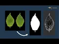 How to make an opacity map and a subsurface scattering map in GIMP