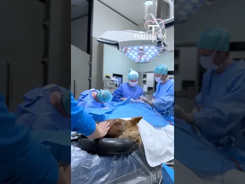 Chirurgie complexe sur ce petit poney
