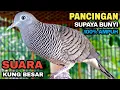 Download Lagu Perkutut Lokal Gacor Suara Kung Besar Pancingan Burung Perkutut Agar Bunyi.