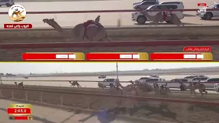 الشوط 22 تمهيدي الوثبة 2025 سيوف لـ محمد حمد بن حميد الدرعي 2 52 34 