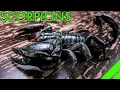 Download Lagu How To Keep the Asian Forest Scorpion Heterometrus Species Care