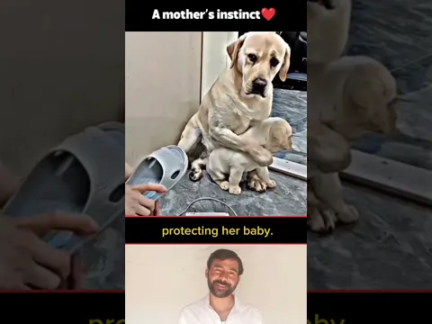 A Mother’s Protective Instinct ❤️ #shortsfeed #respect #viralshorts