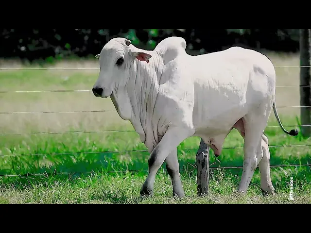 Touro Nelore FESN - 119