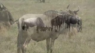 huyu ndio nyumbu anaweza kujizuia asizae mpaka mvua inyeshe 