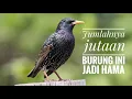 Download Lagu Di sini berharga, di sana malah menjadi hama karena jutaan jumlahnya | Jalak eropa