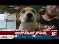 Amarillo SPCA says partnership program helps dogs get adopted