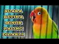 Download Lagu Terbaik..!! Masteran Lovebird Betina Konslet Suara Minor Kering Paling DICARI