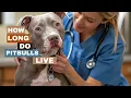 How Long Do Pit Bulls Live