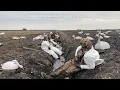 Tundra Swan Hunting in North Carolina First time with a permit What a blast