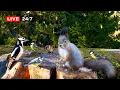 Lagu 🔴 24/7 LIVE CAT TV NO ADS😺 Squirrel and Bird Watching Fun All Day Long (Uninterrupted)