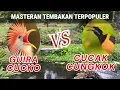 Download Lagu Masteran suara tembakan burung guira cucko kedasih brazil vs suara cucak cungkok #masteranburung