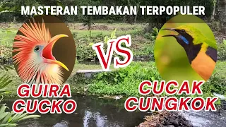 masteran suara tembakan burung guira cucko kedasih brazil vs suara cucak cungkok masteranburung