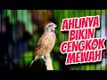 Download Lagu BLACKTHROAT GACOR SUARA JERNIH COCOK BUAT MASTERAN KENARI BAHAN CENGKOK SYAHDU