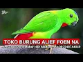 Suara Pikat MP3 Burung Serindit Paling Mantab