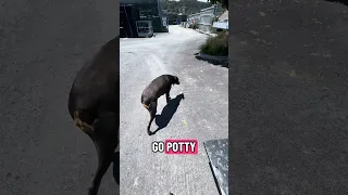 #Fyp #dream #doberman #pets #youtube