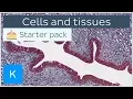 Cells and tissues types and characteristics - Human histology Kenhub