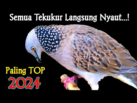 Download MP3 Suara Burung Tekukur Gacor Terbaru Paling Ampuh Untuk Pancingan Dan Pikat