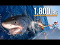 Download Lagu Massive Great White Shark caught while Fishing in Florida