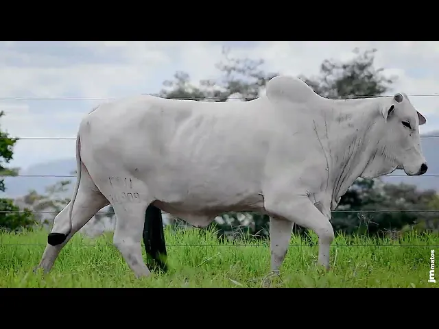 Matriz Nelore MFBN - 10909