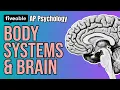 AP Psychology - Unit 2 Nervous System Brain Genetics