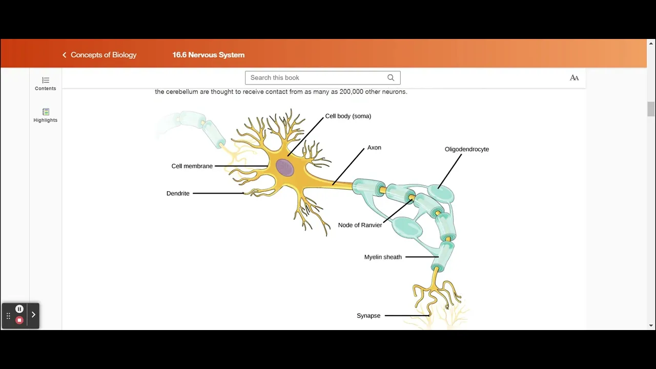 16.6 Nervous System - Concepts of Biology | OpenStax