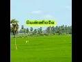 Lagu Vannam Konda #oldisgoldsongs #tamilsongs #80stamilhits #spbsongs #paddyfield # #love #nature