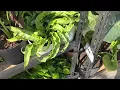 Plant shopping at Menards NEW arrivals you need to see