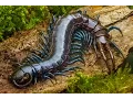 Download Lagu Centipede feeding time